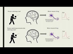 The Role of Mirror Neurons in Observational Learning