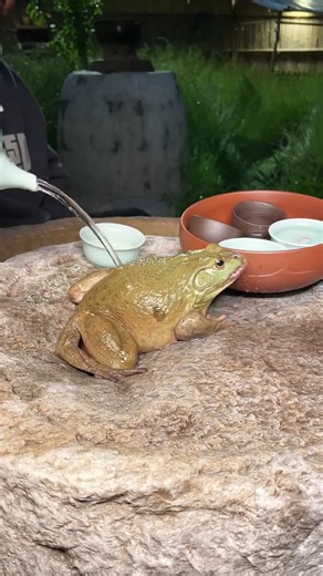 Boiled bullfrog, a quick and easy delicacy, and a guardian of the countryside | Talent Cooking Tv