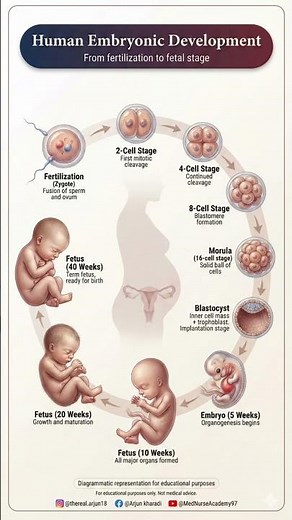 Human Embryonic Development Explained | From Fertilization to Fetal Stage | Embryology #embryo