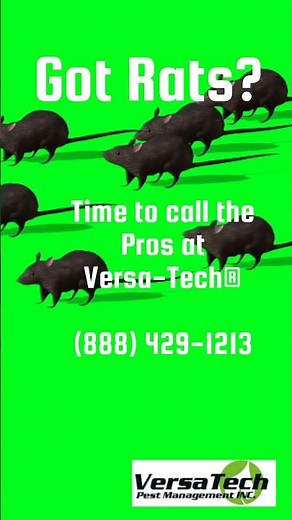 How to Get Rid of Rats | Versa Tech® Rodent Control | LA County