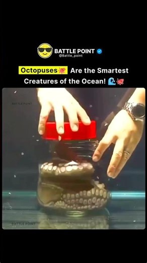 Octopuses: The Smartest Creatures in the Ocean! 🌊🐙