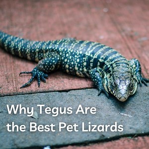 Why the Tegu Is the Best Pet Lizard