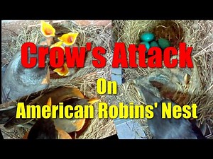 Crow's Attack On American Robins' Nest