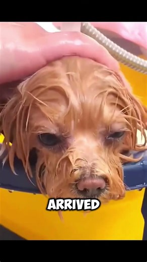 Don’t Click Audio🥀💔