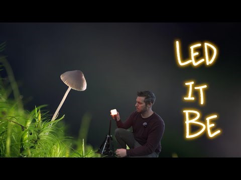 Mushroom Macro Photography with LED Lights | Creative LED Photography Tips