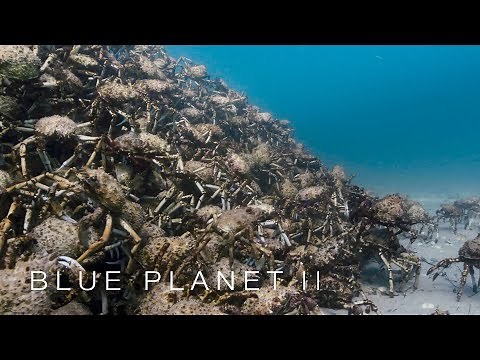 An army of spider crabs shed their shells - Blue Planet II: Episode 5 - BBC