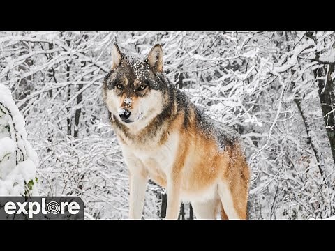 International Wolf Center South Camera powered by EXPLORE.org