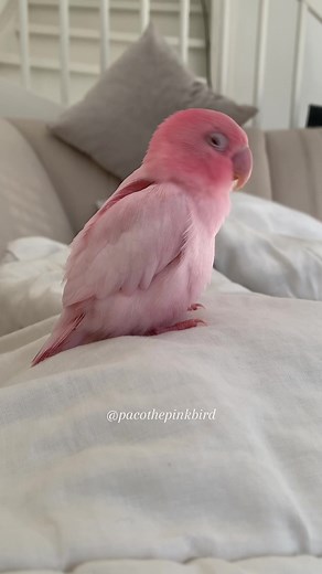 Paco the Pink Bird - Lovebird Videos on TikTok