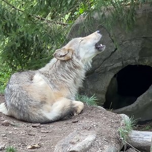The only thing better than one wolf howling is two wolves howling 🐺🐺 | Wolf Conservation Center