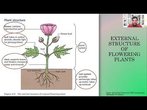 Internal and External Structure of Plants