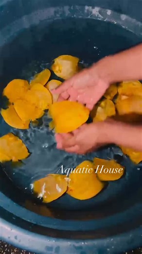 Aquatic House on Instagram: "✨ Premium Albino Discus arriving Solid Yellow • Platinum • Red Albino ✔ Peppering guaranteed Limited selected pieces #AquaticHouse #albinodiscus"