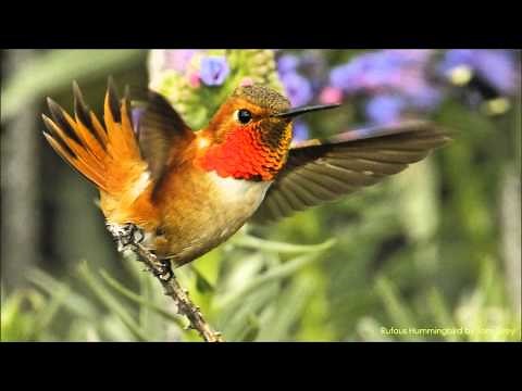 Rufous Hummingbird Sounds