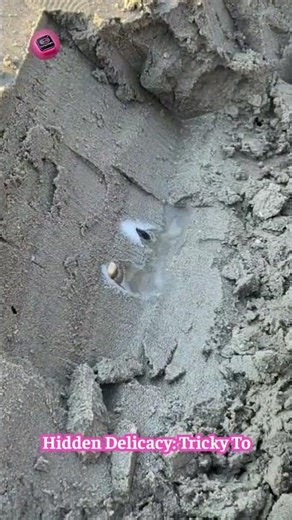 Razor Clam JUMP SCARE! This Simple Trick Makes Them POP Out Of The Sand! 🐚🏖️🤯 #NatureHack #MindBlown
