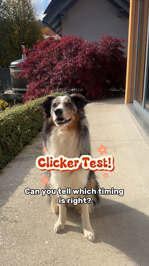 Can you tell which clicker timing was right? Number 1, 2 or 3? The answer will be posted in the comments below. | Chasing the Tale | Facebook