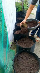 Planting Long Beans | String Beans | Sitaw 🍀 #fypシ゚viralシ #viralreels #gardeningph #gardeningtips #gardening #organicgardening #garden #viral | Ceen's Haven & Gardens