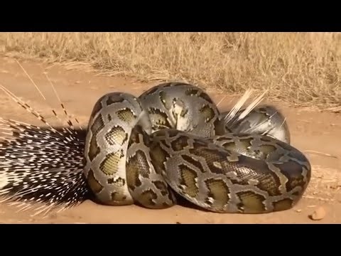 A LARGE PYTHON ATTACKED THE PORCUPINE AND...