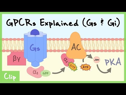 Gs & Gi Pathways Of G-Protein-Coupled Receptors Explained | Clip