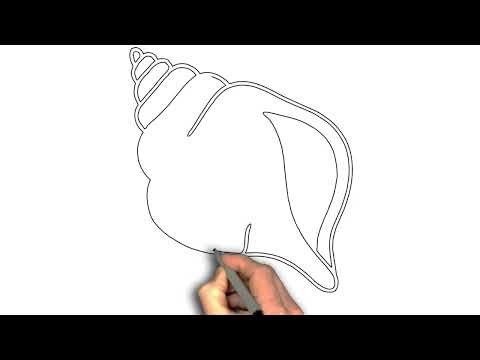 How to draw conch shell drawing image step by step