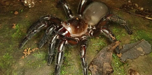 Here are 5 new species of Australian trapdoor spider. It took scientists a century to tell them apart