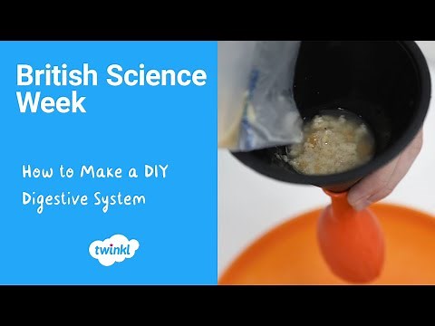 How to Make a DIY Digestive System | KS1 Science Experiments | British Science Week