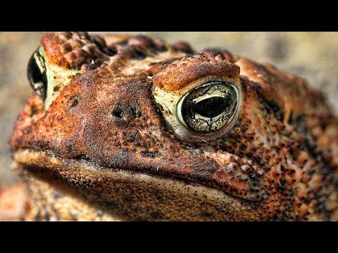 Learn The Different Types of TOADS and the distinction from FROGS