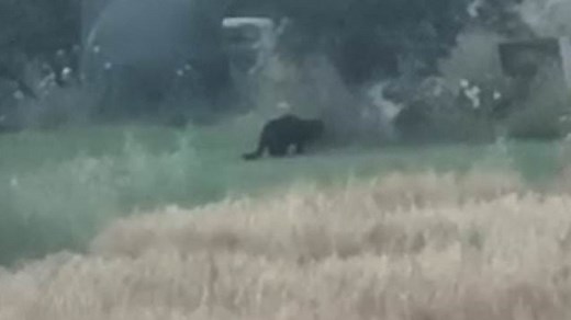 'Panther' spotted in Rutland
