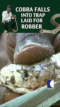 Cobra falls into trap laid for robber #VavaSuresh #cobra #SnakeCatcher