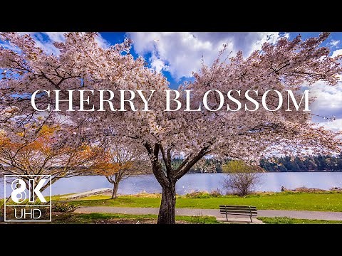Blooming Tree - 8K Animated Wallpaper with Relaxing Piano Music - Cherry Blossom at Lakeshore