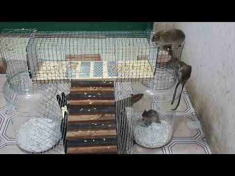 Tips for mouse traps / Electric mouse trap/ how to trap mice from plastic bottles