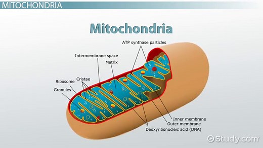 Substrate-level Phosphorylation vs Oxidative Phosphorylation