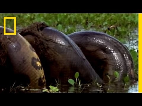 Anaconda vs. Mammal | National Geographic