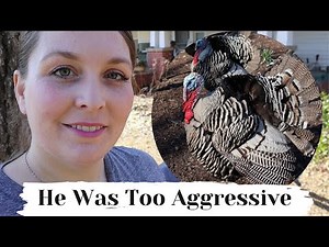 Culling Aggressive Turkeys - Family Butcher Day