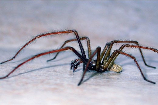 7 ways to get spiders out of your house – and expert advice on whether they actually work
