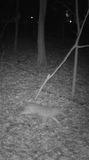 Incredible Footage of 2 Coyotes Chasing a Deer 🐺🐾‼️