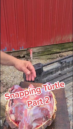 How to Clean a Snapping Turtle: Step-by-Step Guide