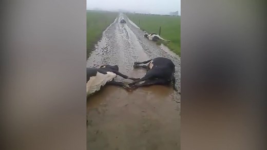 Video: Cows electrocuted as 2000 lightning strikes hit New Zealand | Daily Mail Online