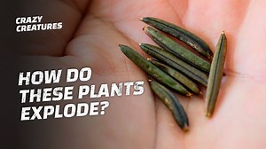 These 8 plants have a uniqe way of spreading seeds! #CrazyCreatures #NatureIsWild #NatureIsAmazing | Crazy Creatures