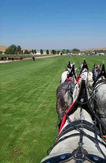 6.4K views · 238 reactions | Powder River Percherons on Reels | Facebook