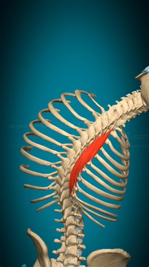 “3D Anatomy: Semispinalis Thoracis Muscle Action (Lateral Flexion)”