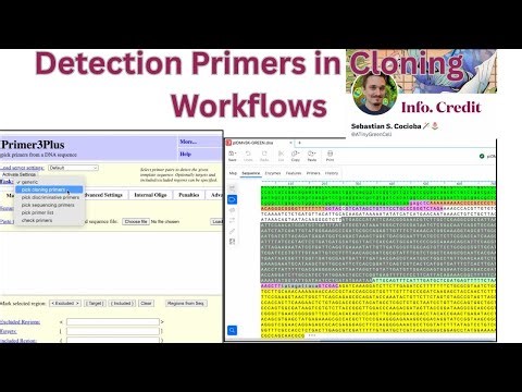 Using SNAPGENE and PRIMER3PLUS to design DETECTION PRIMERS in CLONING WORKFLOWS