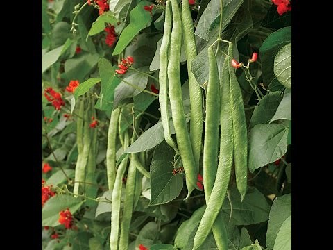 Growing Runner Beans