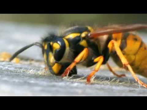 Facts About Bees 🐝 - Secret Nature | Bee Documentary | Natural History Channel