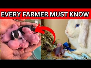 TIPS for successful RABBIT BREEDING, own RABBIT MARKET