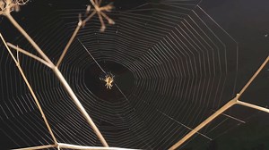 Spider building, devouring, and rebuilding a web | Britannica