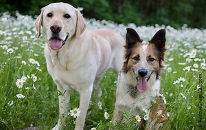 101 Interesting Facts About Dogs