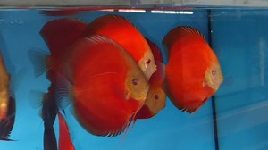 Red golden diamond and red cover | Chens Discus UK