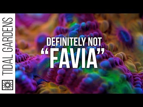 "Favia" Closed Brain Coral Care Tips