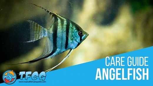 Angelfish Care Guide: What You Really Need To Know! - TFCG