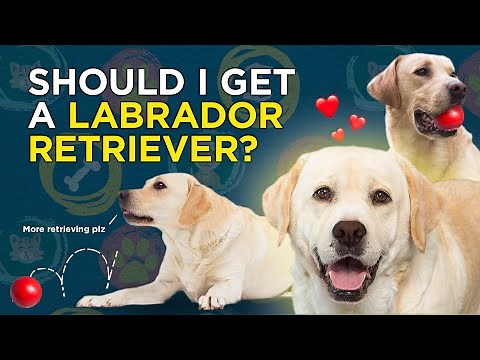 Should I get a Labrador Retriever? VetVid Dog Breed Video