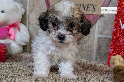 Jenna - Lhasapoo Puppy 7814CF